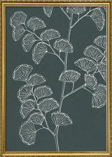Ferns