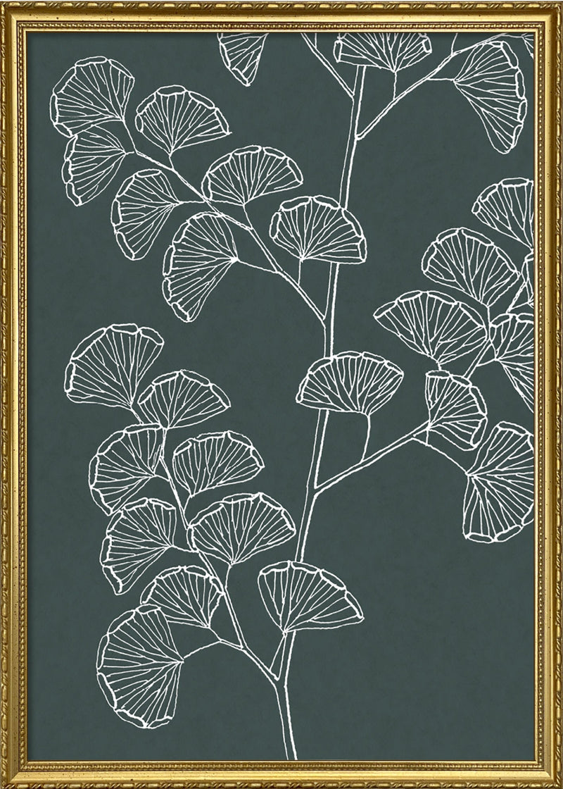 Ferns
