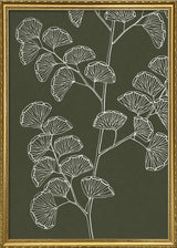 Ferns