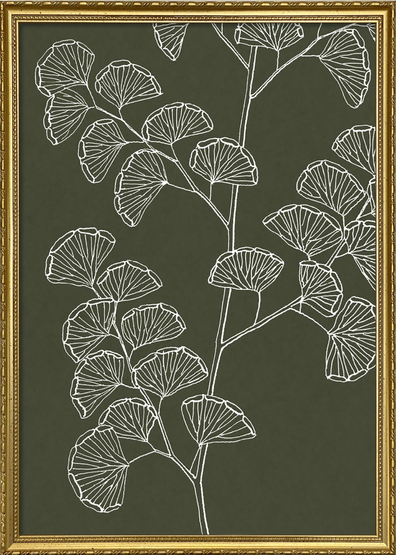 Ferns