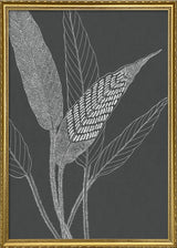 Ferns