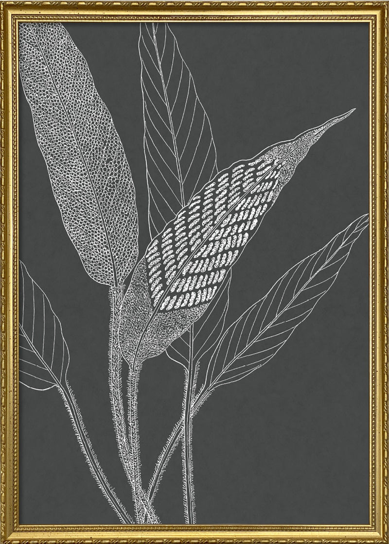 Ferns