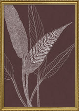 Ferns