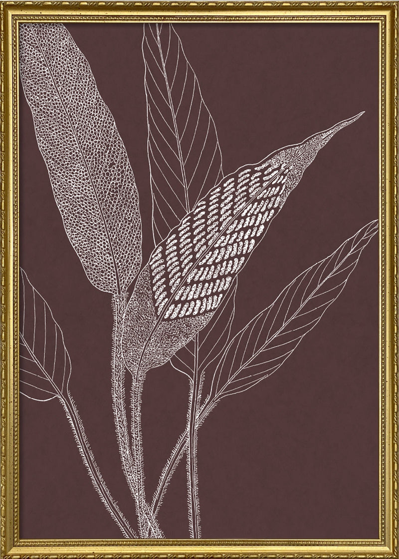 Ferns