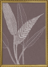 Ferns