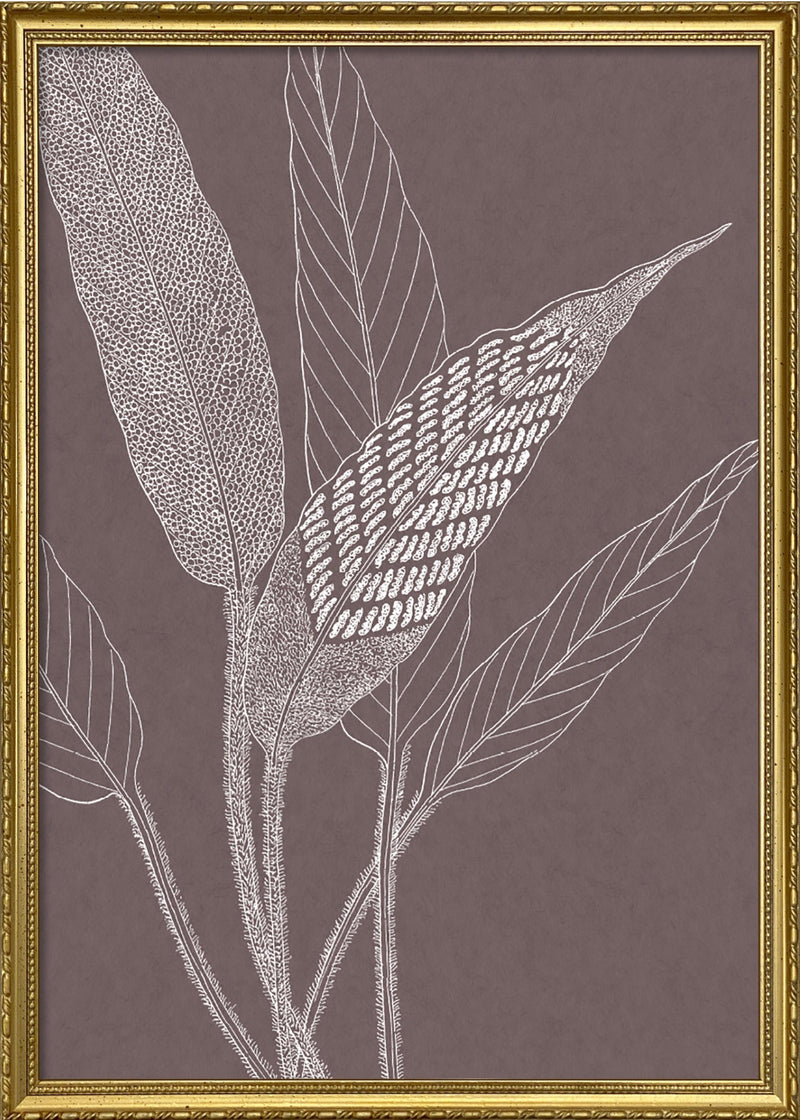 Ferns