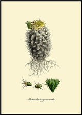 Mammillaria Pycnacantha