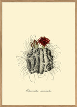 Echinocactus Uncinatus