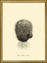 Mammillaria Licolor