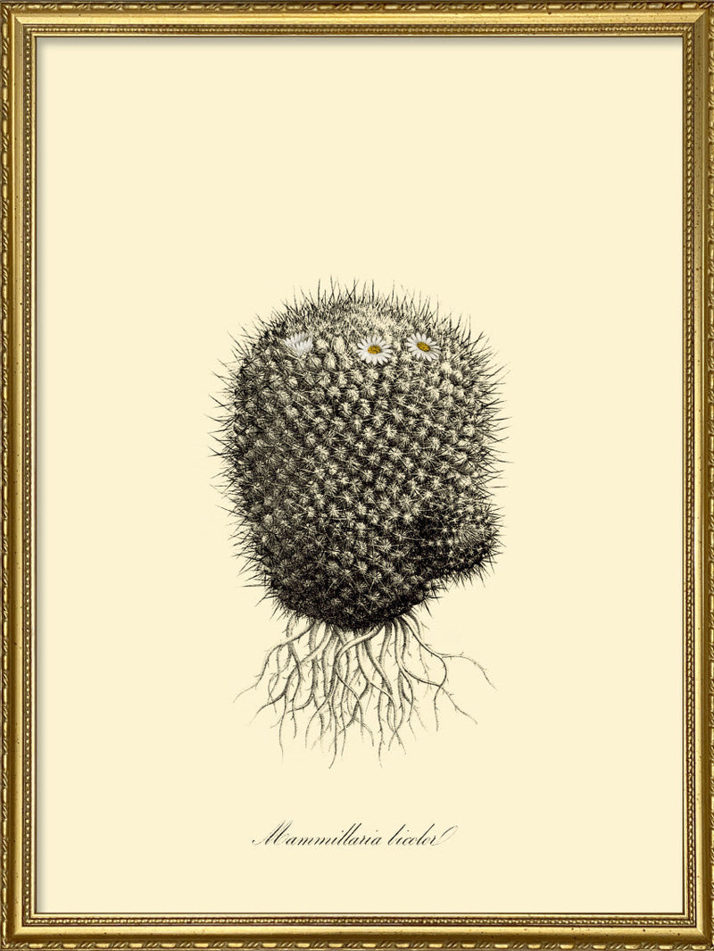 Mammillaria Licolor