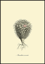 Mammillaria Uncinata