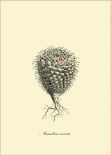 Mammillaria Uncinata