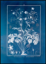 Geranium Anemonefolium