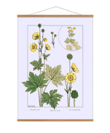 Butter Cup - Bouton d'Or - Die Goldblume