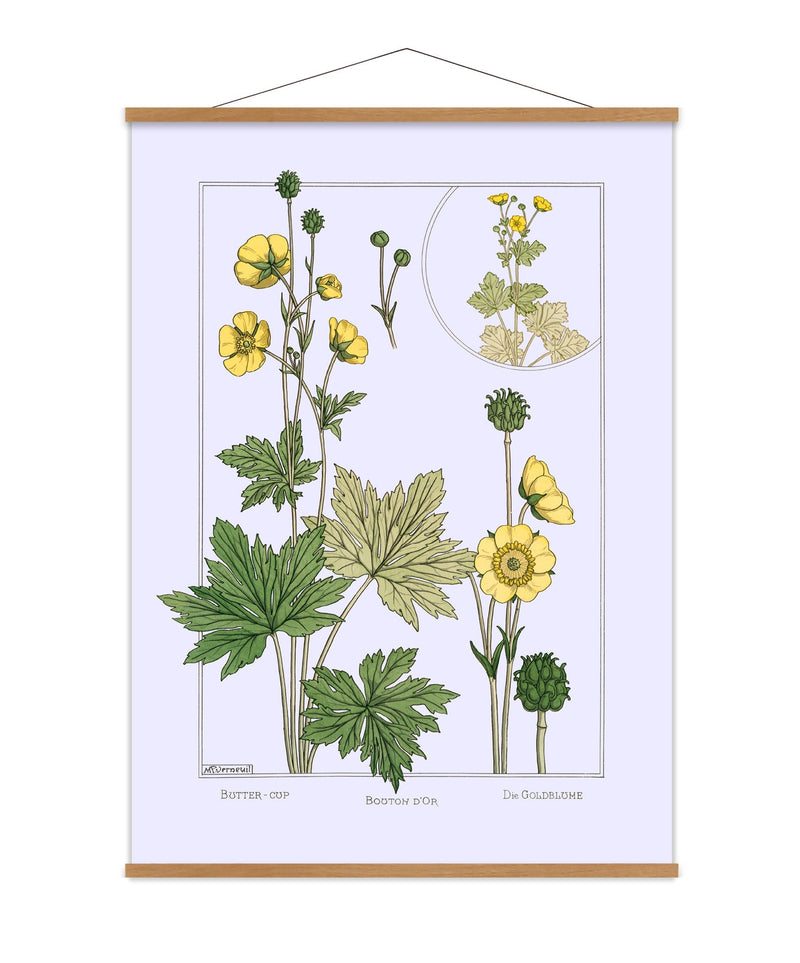 Butter Cup - Bouton d'Or - Die Goldblume