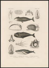 Pattedyr XIII