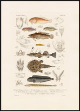 Fiske VII