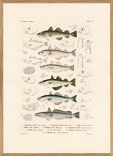 Fiske IX
