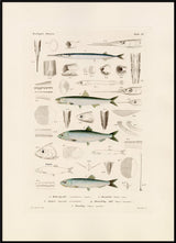 Fiske XV