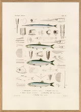 Fiske XV