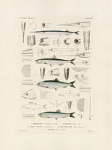 Fiske XV