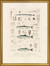 Fiske XV