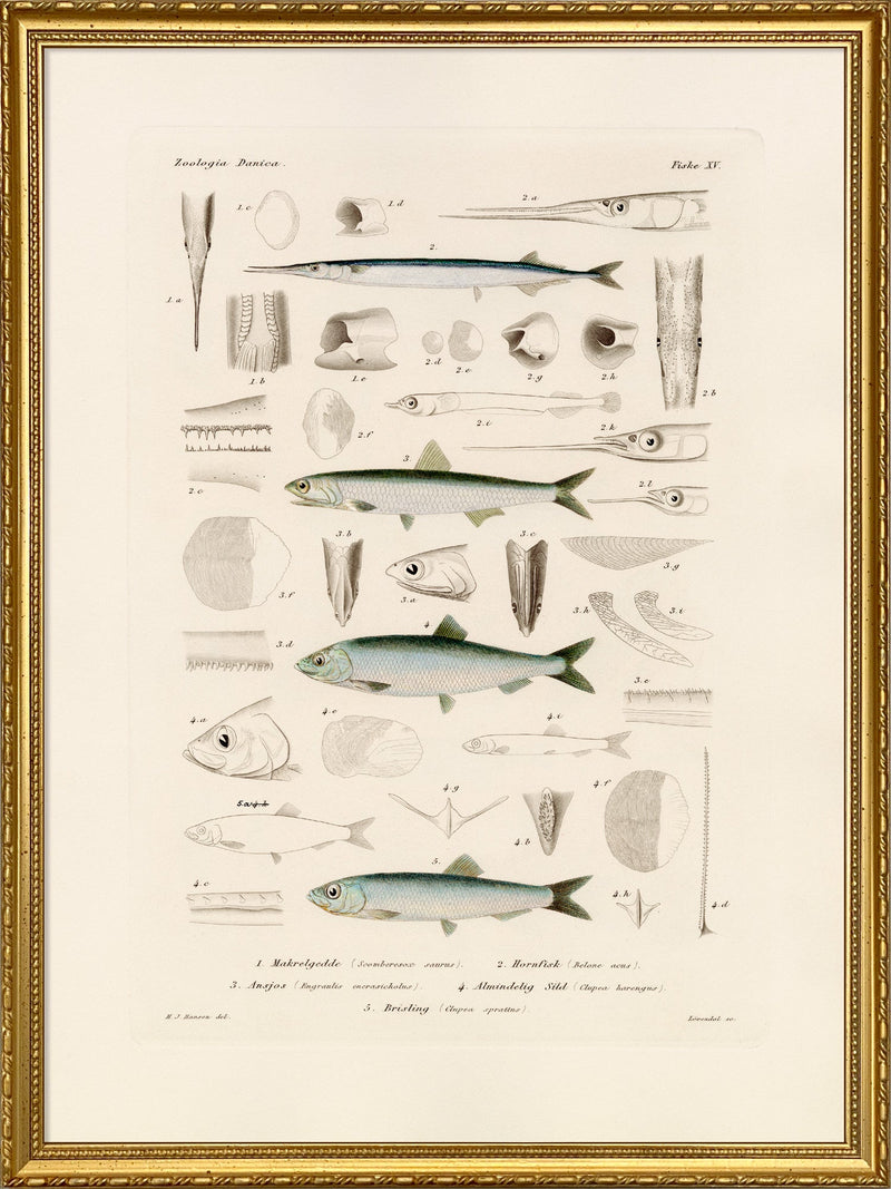 Fiske XV