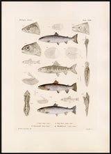 Fiske XVIII