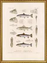 Fiske XVIII