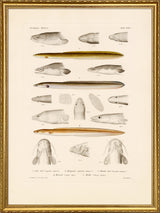Fiske XXIV