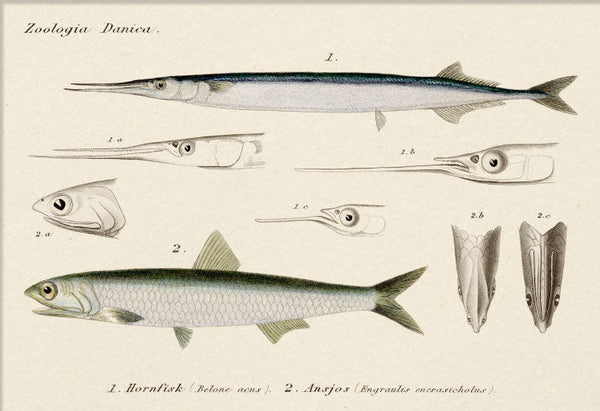 Hornfisk & Ansjos