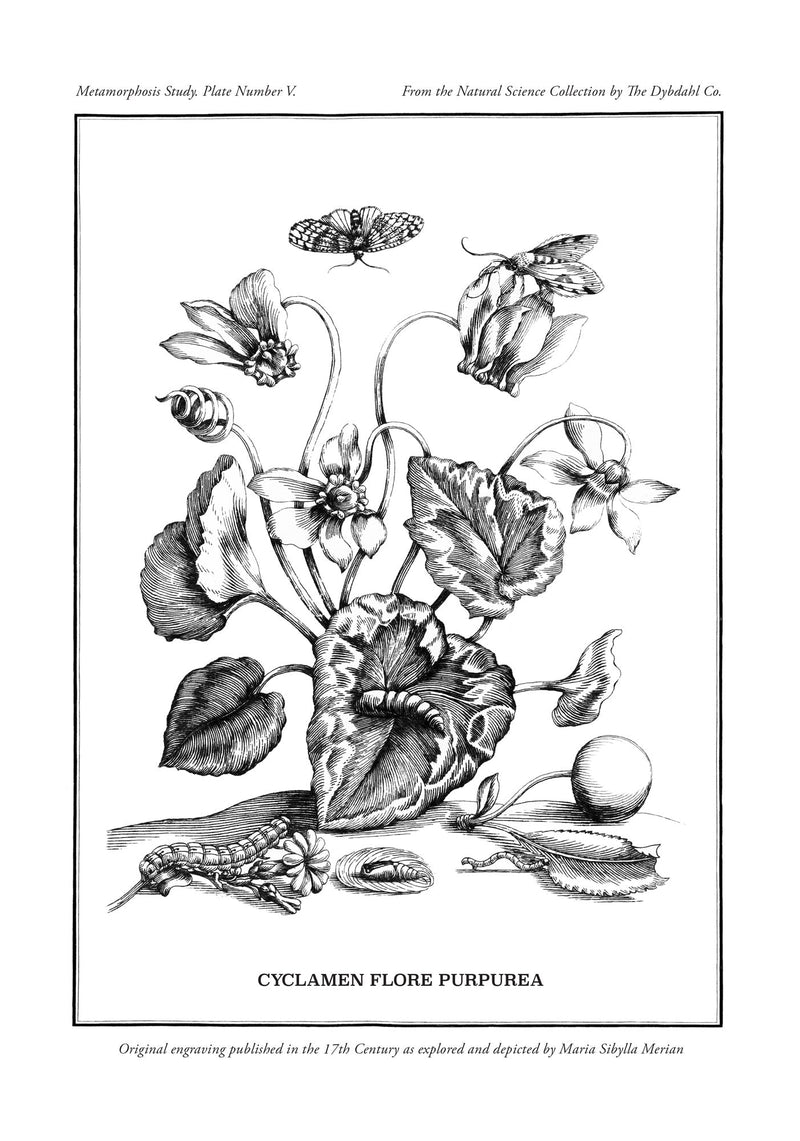 Merian Plate No.5 Cyclamen Flore Purpurea