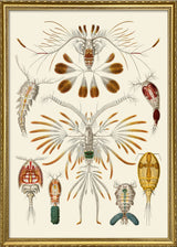 Calanus