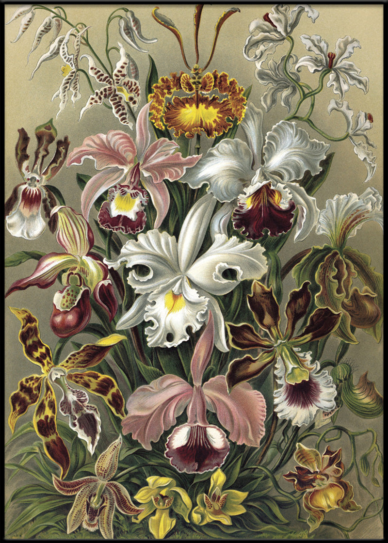 Cypripedium