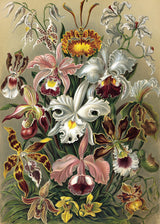 Cypripedium