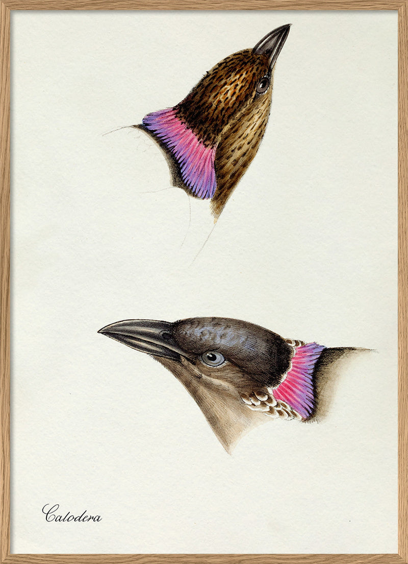 Calodera - Spotted Bowerbird