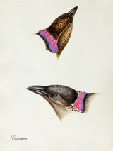 Calodera - Spotted Bowerbird