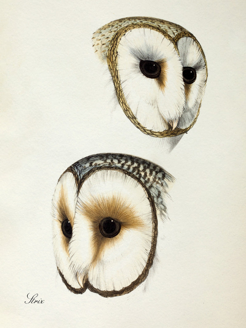 Strix - Owl