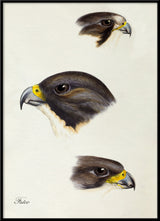 Falco - Falcon