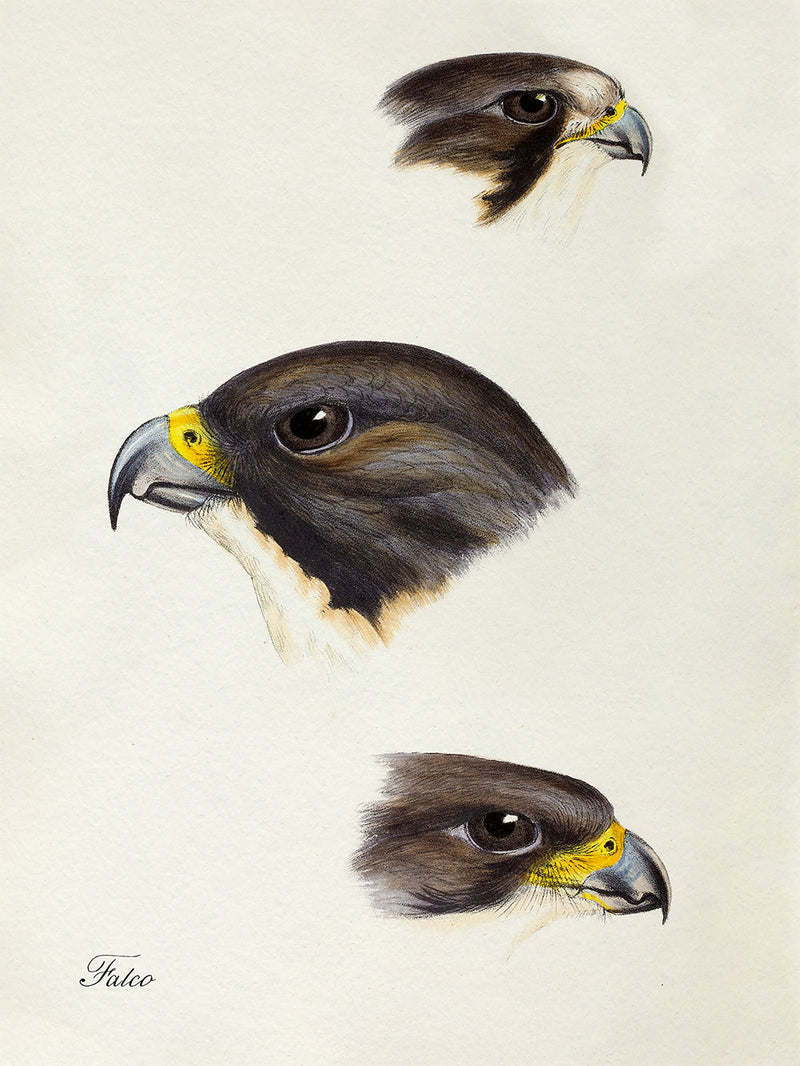Falco - Falcon