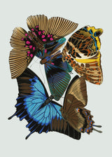 Papillon II