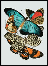 Papillon III