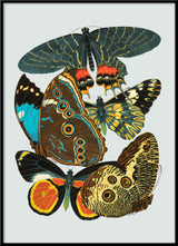 Papillon IV