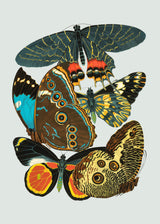 Papillon IV