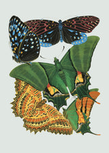 Papillon VIII