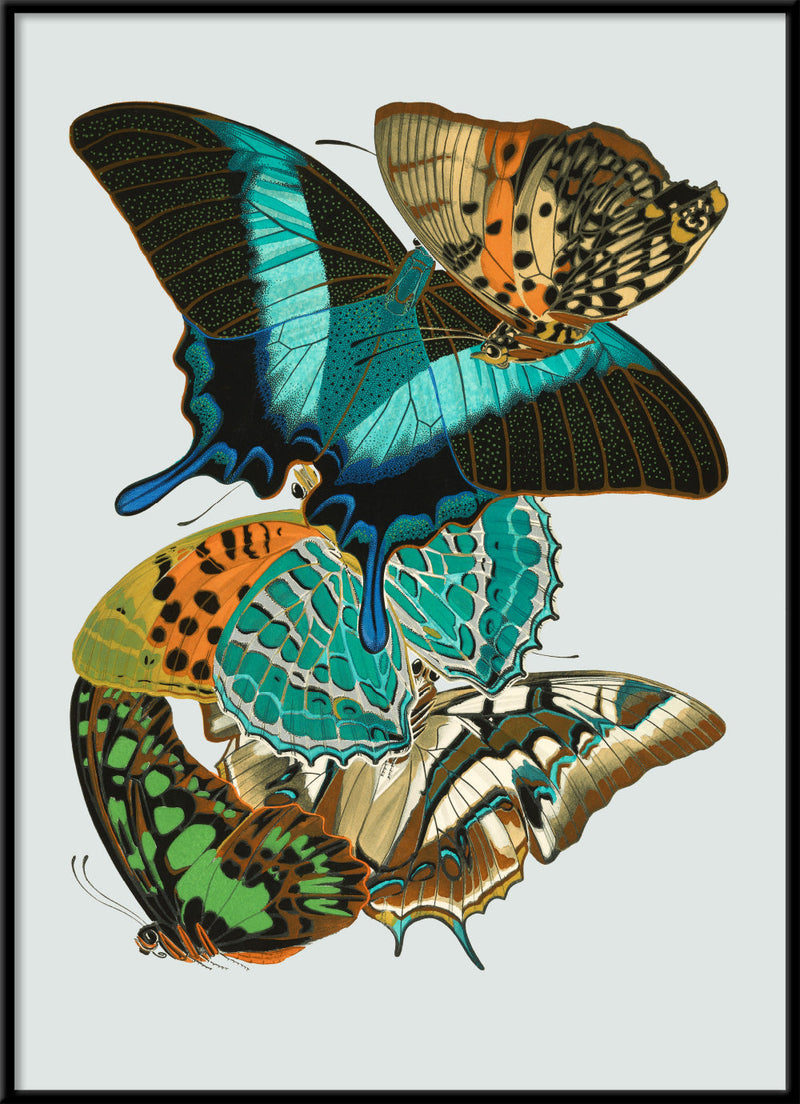 Papillon XI