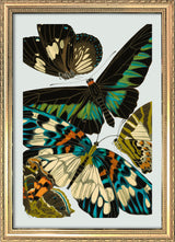 Papillon V. Mini Print