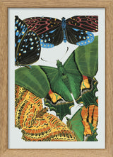 Papillon VIII. Mini Print