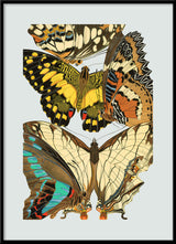 Papillon IX. Mini Print