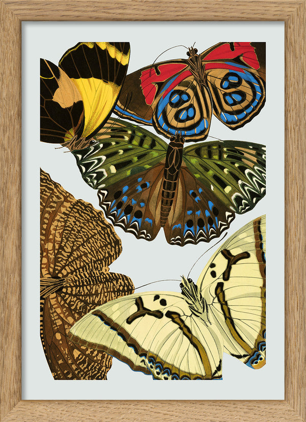 Papillon X. Mini Print